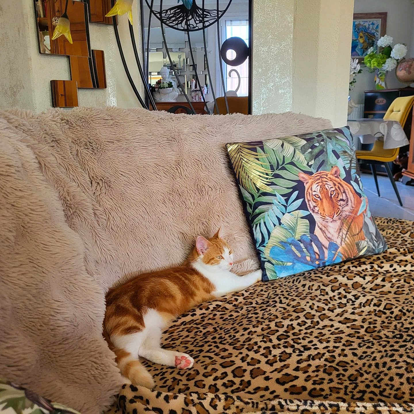 Nala a rejoint le concours — aidez-le/la à gagner de superbes lots ! cat, orange_cat, white_cat, pet, animal, lying_down, relaxed, sleeping, couch, sofa, blanket, leopard_print, pillow, tiger_pillow, living_room, home_interior, furniture, cushion, decor, indoor