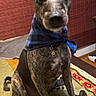 animal, attentive, bamboo_curtain, bandana, bedspread, blue, brindle, canine, collar, cozy, dog, domestic, floor, furniture, indoor, pet, portrait, quilt, sitting, tag