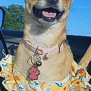Coshi joined the competition — help win amazing prizes! dog, small_dog, chihuahua, pet, animal, happy, smiling, collar, tag, paw_print, dress, floral, yellow, car, seat, sunlight, outdoor, window, blue_sky, tree