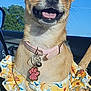dog, small_dog, chihuahua, pet, animal, happy, smiling, collar, tag, paw_print, dress, floral, yellow, car, seat, sunlight, outdoor, window, blue_sky, tree