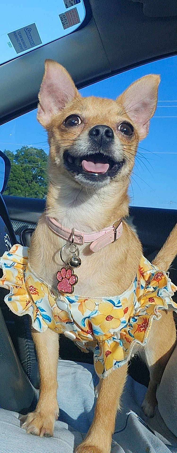 Coshi joined the competition — help win amazing prizes! dog, small_dog, chihuahua, pet, animal, happy, smiling, collar, tag, paw_print, dress, floral, yellow, car, seat, sunlight, outdoor, window, blue_sky, tree