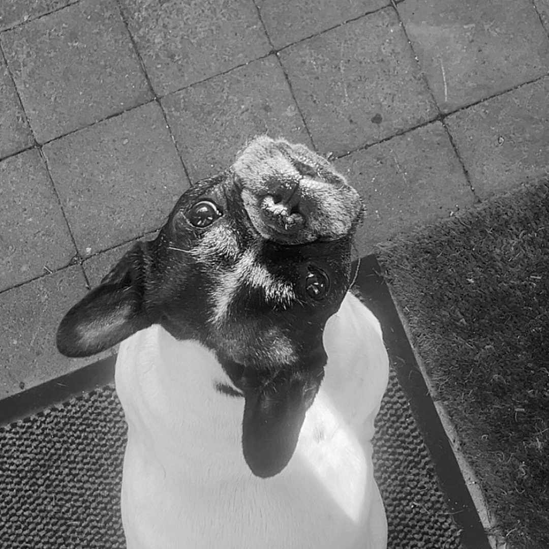 Galista participe au concours pour gagner de l'argent avec cette photo : accessories, animal, bulldog, canine, cat, collar, dog, face, goat, head, hound, livestock, path, person, pet, photography, portrait, puppy, rabbit, walkway