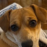 Bellarose is registered to the contest to win money with this photo: dog, puppy, pet, animal, portrait, close_up, brown_fur, tan_fur, white_fur, floppy_ears, dark_eyes, black_nose, whiskers, sitting, indoors, home, hardwood_floor, furniture, cozy, photography