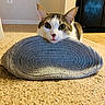 animal, carpet, cat, closeup, cozy, curious, cute, ears, floor, fur, head, home, household, indoor, mat, pet, resting, tabby, whiskers, white