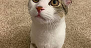 Ritz is registered to the contest to win money with this photo: animal, brown, carpet, cat, curious, cute, domestic, ears, eyes, feline, floor, fur, home, indoor, looking_up, nose, pet, sitting, whiskers, white