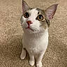 animal, brown, carpet, cat, curious, cute, domestic, ears, eyes, feline, floor, fur, home, indoor, looking_up, nose, pet, sitting, whiskers, white