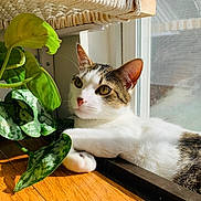 Ritz is registered to the contest to win money with this photo: cat, window, plant, leaf, sunlight, indoor, relaxing, fur, whiskers, brown, white, pet, animal, wooden_floor, reflection, cozy, domestic, nature, closeup, resting