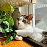 cat, window, plant, leaf, sunlight, indoor, relaxing, fur, whiskers, brown, white, pet, animal, wooden_floor, reflection, cozy, domestic, nature, closeup, resting