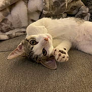Ritz is registered to the contest to win money with this photo: animal, blanket, cat, closeup, couch, cozy, cute, domestic, face, fur, indoor, mammal, paw, pet, playful, relaxing, resting, soft, tabby, whiskers