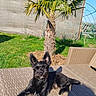 dog, black_dog, small_dog, scottish_terrier, pet, animal, outdoor, garden, chair, wicker, palm_tree, grass, sunlight, shadow, blue_sky, greenery, portrait, sitting, lying_down, relaxed