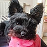 dog, small_dog, black_dog, scruffy_dog, portrait, pet, animal, pink_toy, toy_pig, indoors, home, couch, blanket, ears, fur, snout, nose, eyes, sitting, funny
