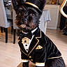 dog, small_dog, black_dog, pet, portrait, tuxedo, top_hat, bow_tie, formalwear, costume, gold_trim, jewelry, pendant, bone_shaped_pendant, sitting, indoor, home, dining_room, chair, fashionable