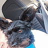 dog, puppy, black_dog, fluffy, harness, blue_harness, pet, animal, canine, car, vehicle, car_seat, seatbelt, passenger, person, closeup, portrait, brown_eyes, indoor, travel