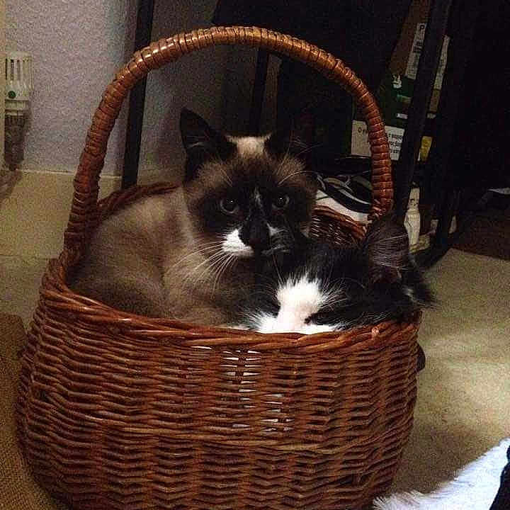 Tiddles is registered to the contest to win money with this photo: