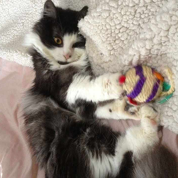 Baloo