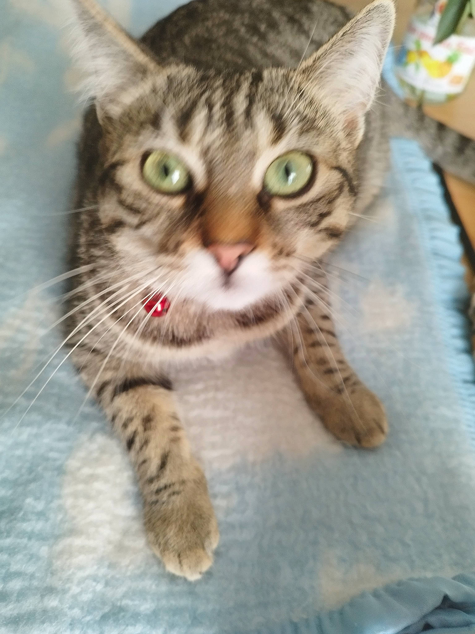 Calinette a rejoint le concours — aidez-le/la à gagner de superbes lots ! carnivore, cat, chair, claw, domestic_short_haired_cat, felidae, foot, fur, leg, paw, small_to_medium_sized_cats, snout, tableware, terrestrial_animal, whiskers