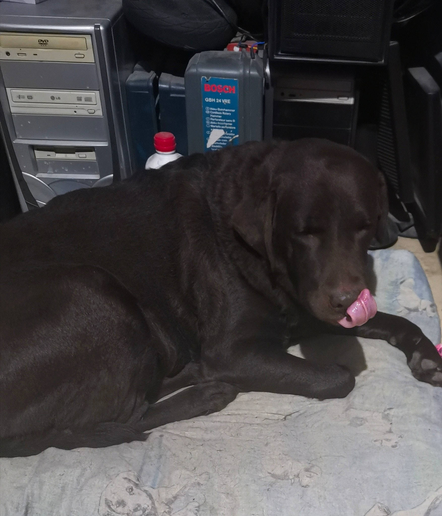 Faby participe au concours pour gagner de l'argent avec cette photo : beagador, borador, canidae, carnivore, dog, dog_breed, labrador_retriever, retriever, snout, sporting_group