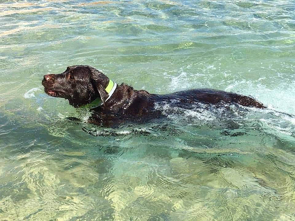 Faby participe au concours pour gagner de l'argent avec cette photo : canidae, carnivore, dog, dog_breed, german_longhaired_pointer, german_shorthaired_pointer, gun_dog, hunting_dog, pointer, pointing_breed, retriever, sea, small_munsterlander, sporting_group, water