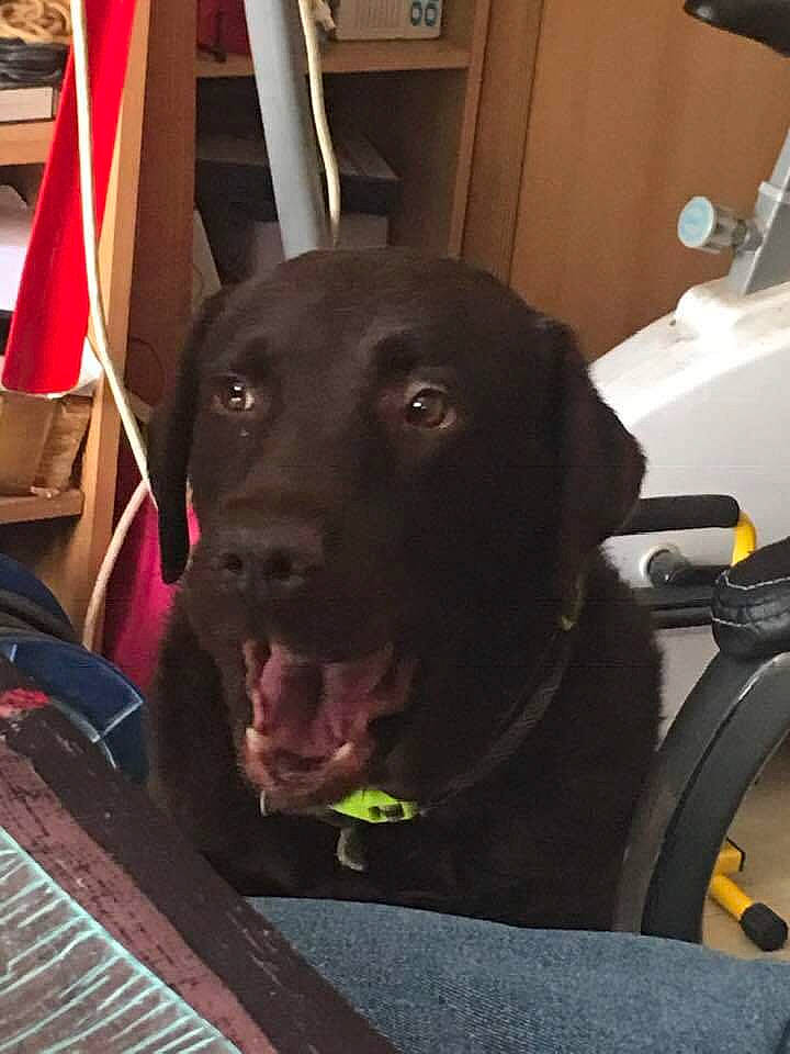 Faby a rejoint le concours — aidez-le/la à gagner de superbes lots ! beagador, borador, canidae, carnivore, dog, dog_breed, labrador_retriever, patterdale_terrier, pointing_breed, retriever, snout, sporting_group