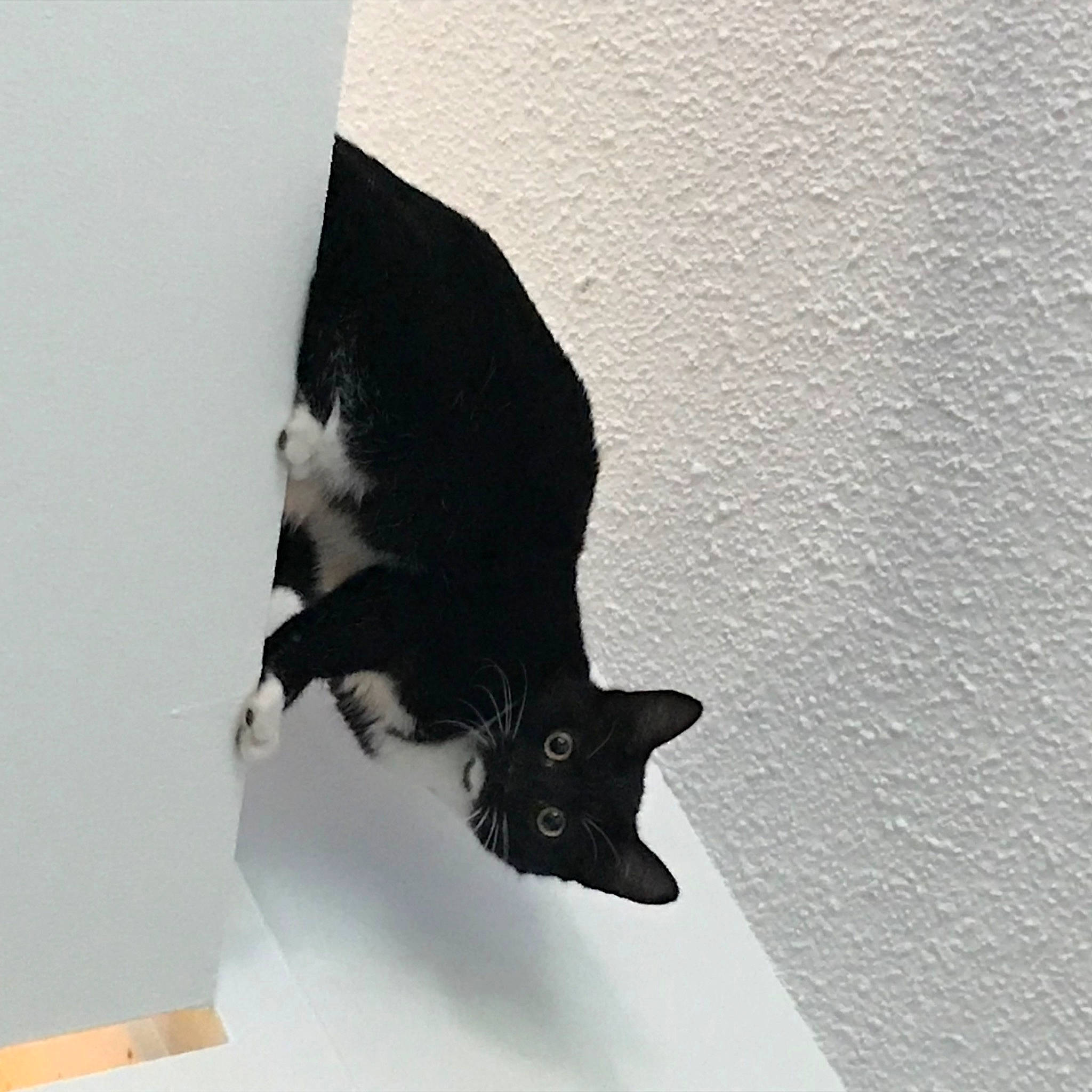 Wanda joined the competition — help win amazing prizes! black_cat, carmine, carnivore, cat, domestic_short_haired_cat, eye, felidae, fur, gesture, grey, head, monochrome, monochrome_photography, shadow, small_to_medium_sized_cats, snout, tail, tints_and_shades, tree, whiskers