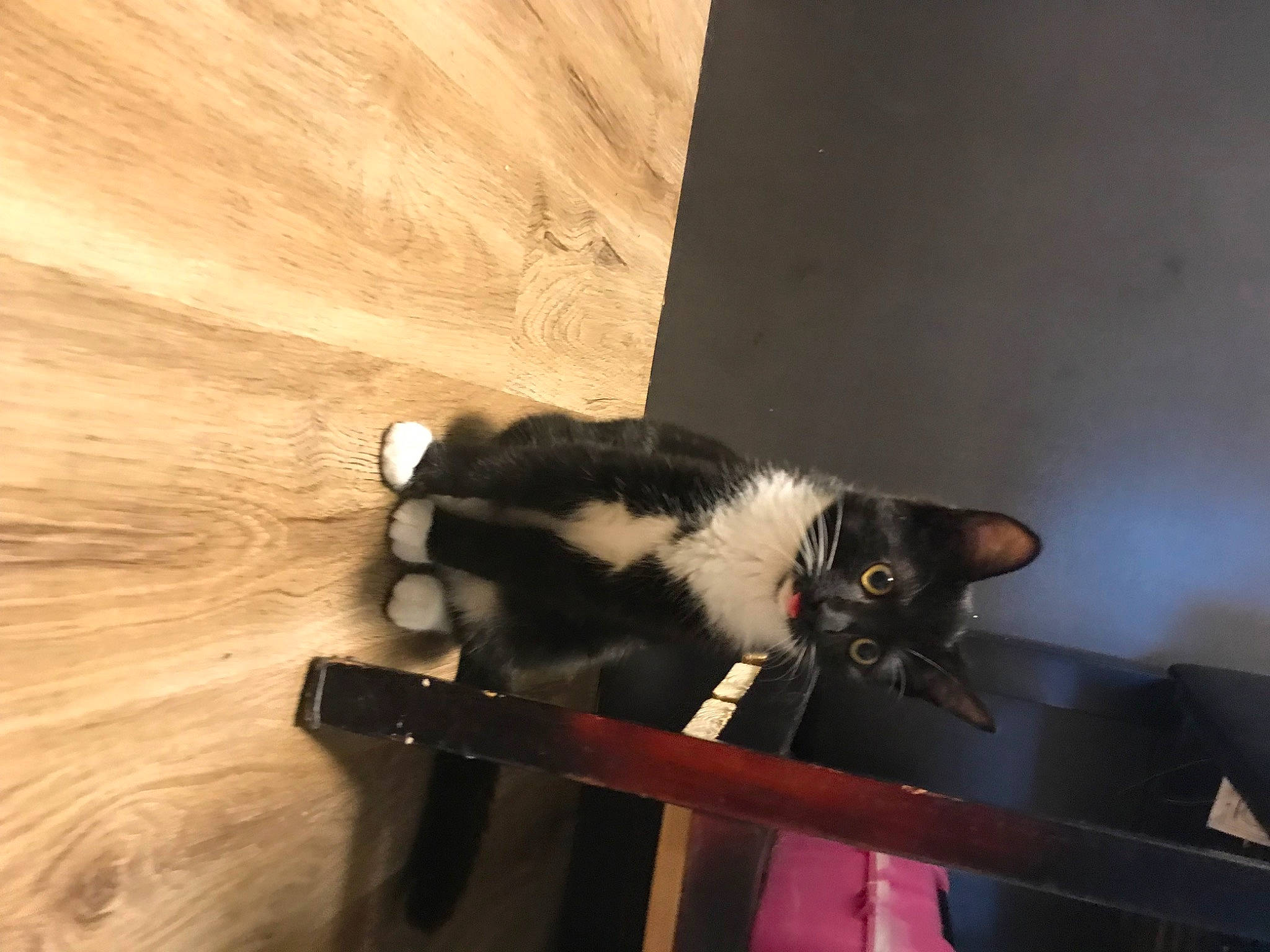 Wanda joined the competition — help win amazing prizes! carnivore, cat, chair, comfort, domestic_short_haired_cat, felidae, flooring, fur, hardwood, plant, plywood, room, small_to_medium_sized_cats, tail, tree, whiskers, window, wood, wood_flooring, wood_stain