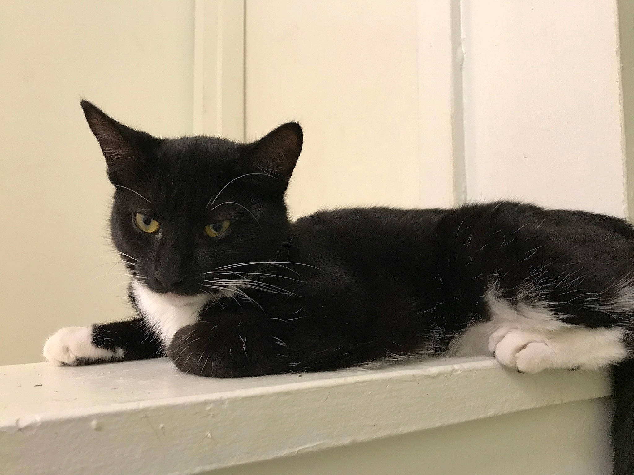 Wanda joined the competition — help win amazing prizes! black_cat, box, carnivore, cat, comfort, domestic_short_haired_cat, felidae, fur, packaging_and_labeling, paw, pet_supply, rectangle, room, small_to_medium_sized_cats, snout, tail, whiskers, window