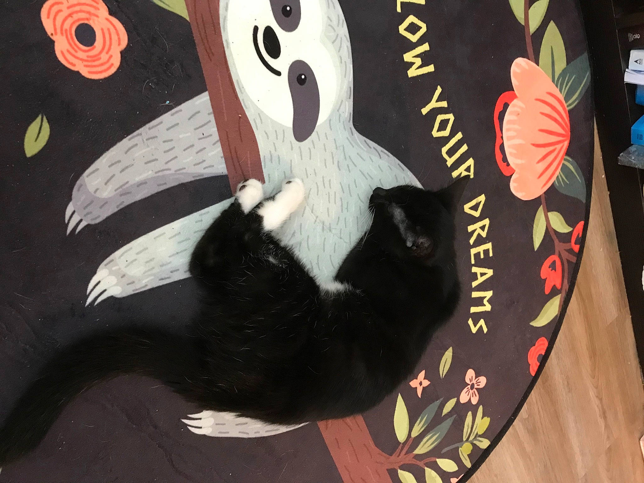 Wanda joined the competition — help win amazing prizes! art, carmine, felidae, flightless_bird, font, fur, graphic_design, graphics, illustration, painting, room, small_to_medium_sized_cats, tail, visual_arts, whiskers