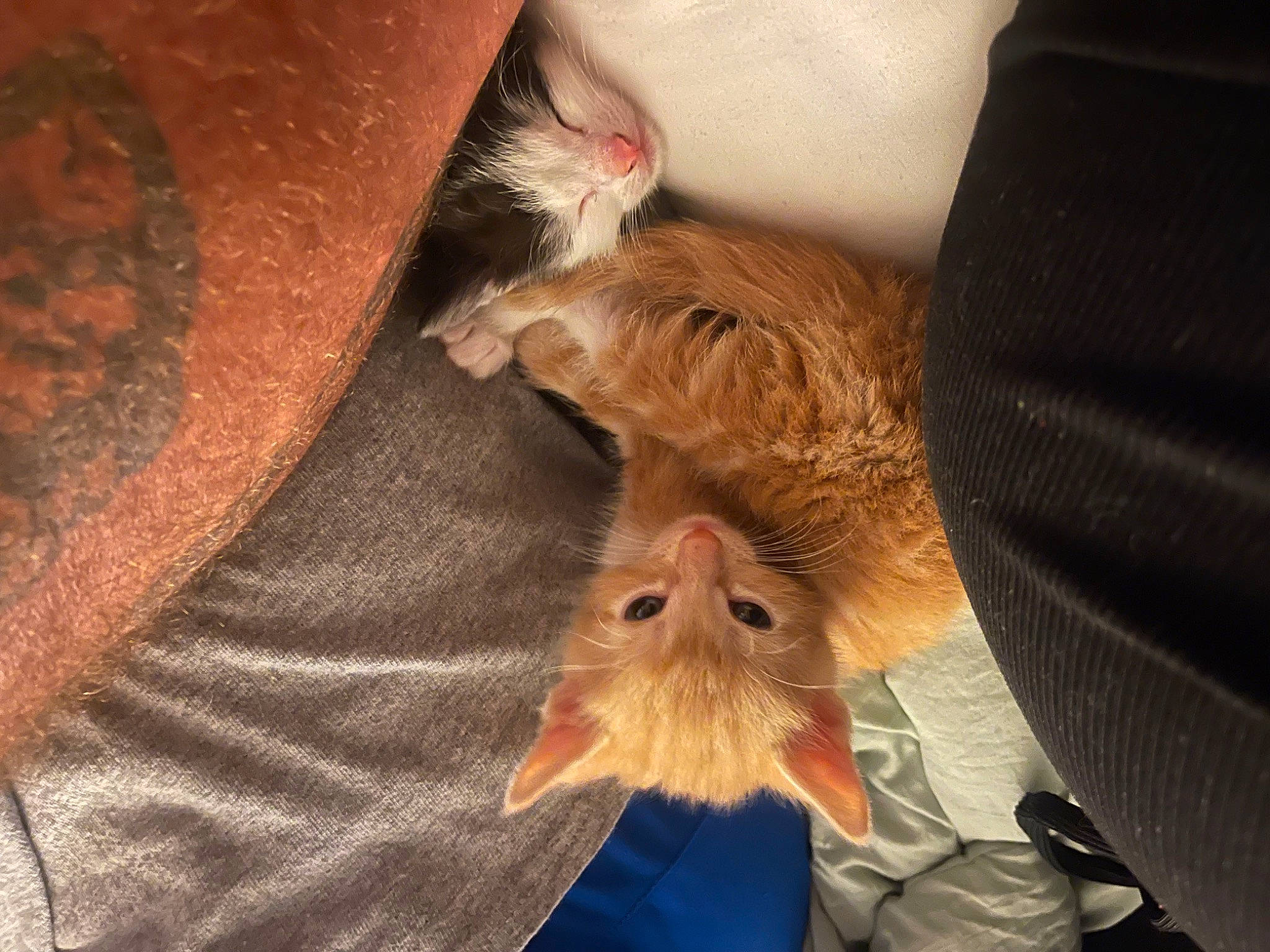 Buddy is registered to the contest to win money with this photo: bat, brown, canidae, carnivore, claw, comfort, companion_dog, dog_breed, ear, feather, felidae, fur, liver, small_to_medium_sized_cats, sporting_group, tail, terrestrial_animal, whiskers, wood, wrinkle