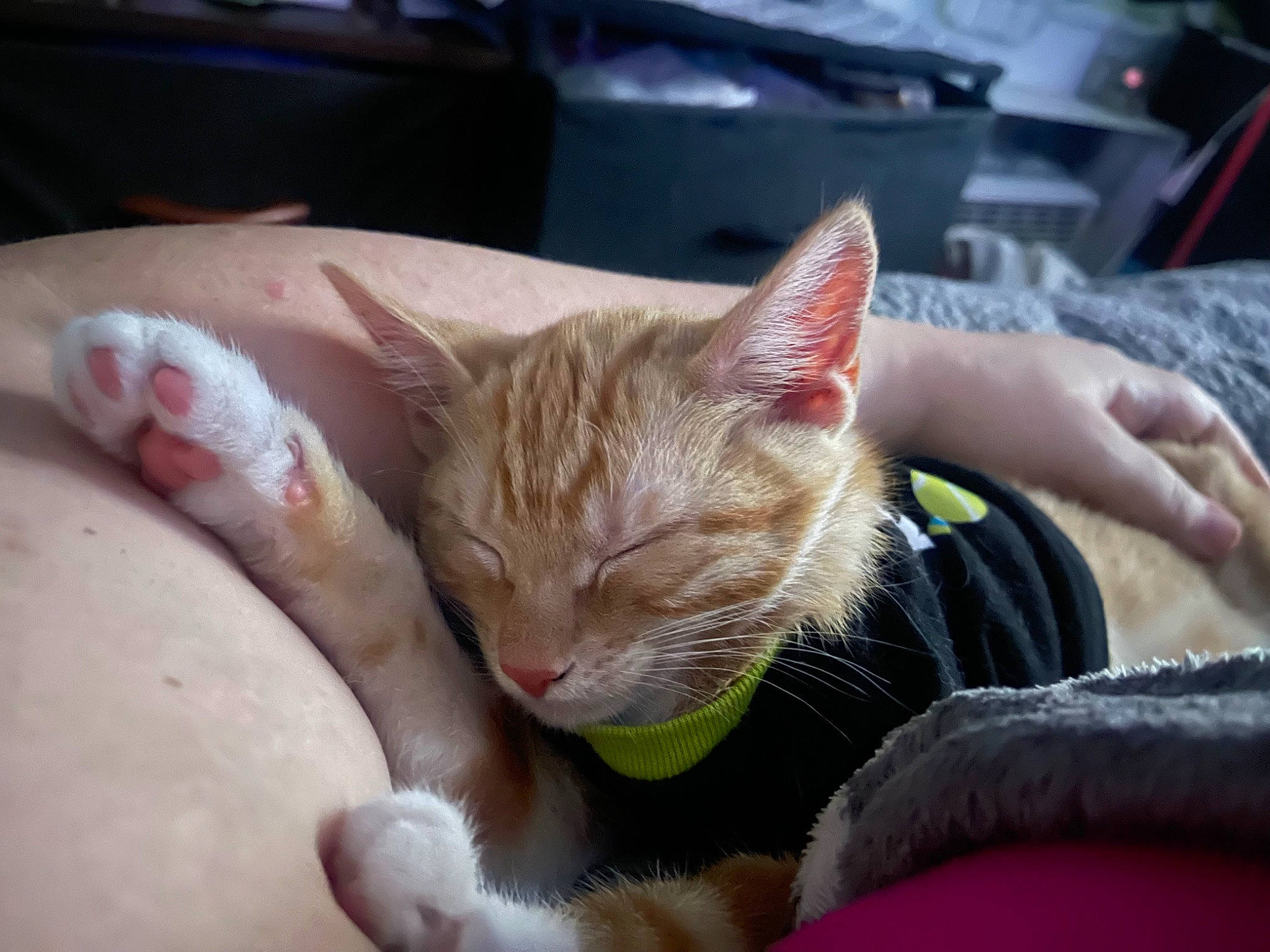 Buddy is registered to the contest to win money with this photo: carnivore, cat, claw, comfort, domestic_short_haired_cat, eye, fawn, felidae, finger, fur, gesture, grass, hand, mammal, nail, paw, small_to_medium_sized_cats, snout, tail, whiskers