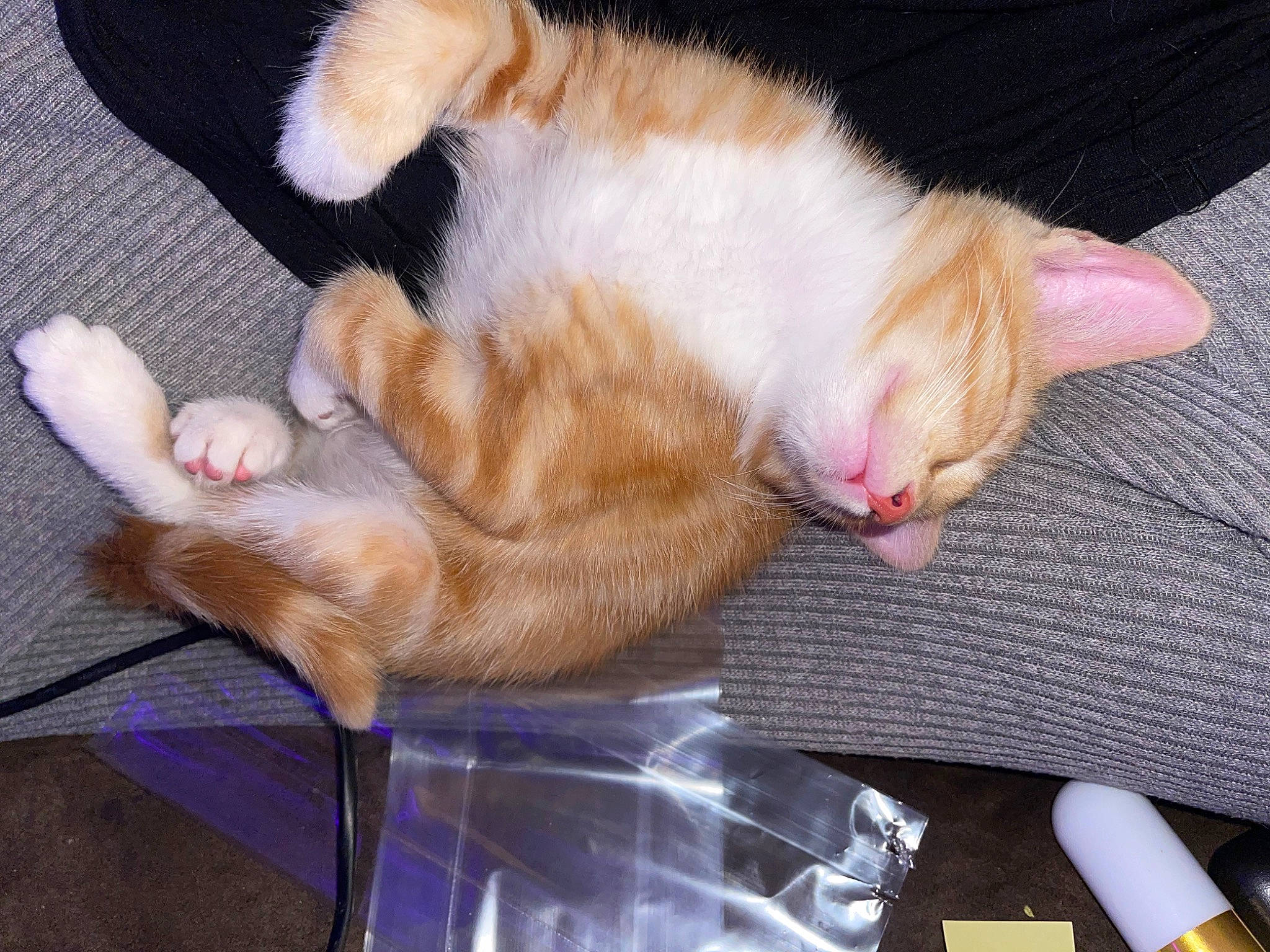 Buddy is registered to the contest to win money with this photo: canidae, carnivore, cat, claw, comfort, domestic_short_haired_cat, ear, fawn, felidae, foot, fur, lap, nail, nap, paw, sleep, small_to_medium_sized_cats, snout, tail, whiskers