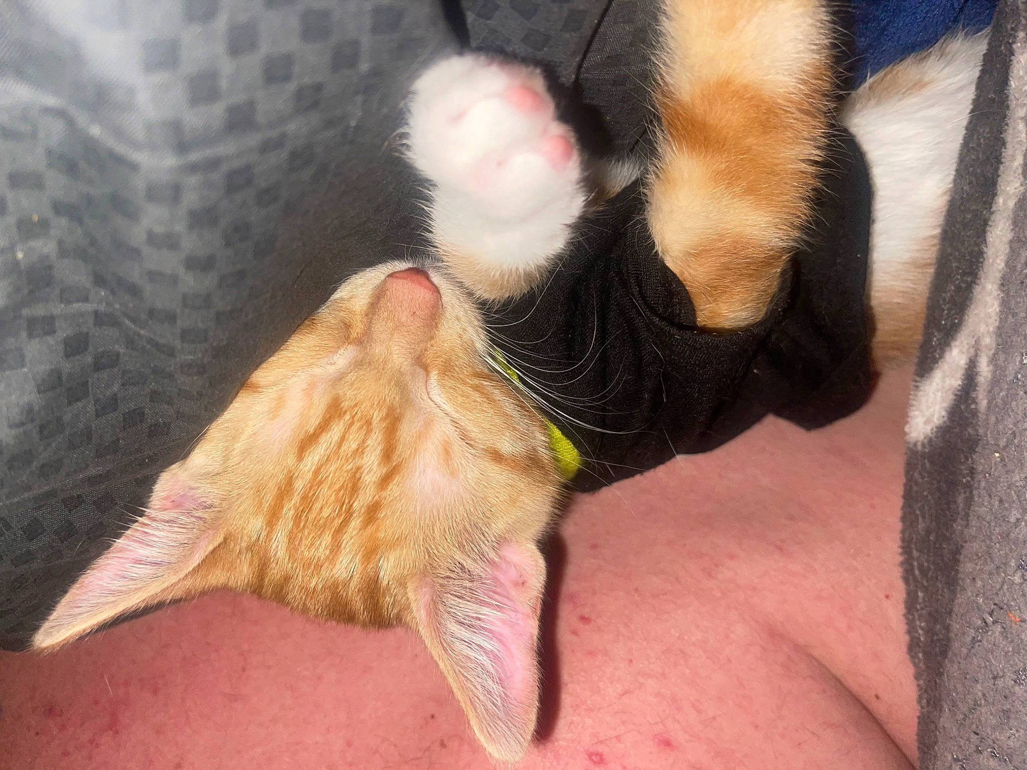 Buddy is registered to the contest to win money with this photo: barefoot, cat, claw, comfort, felidae, foot, fur, gesture, human_leg, knee, nail, paw, small_to_medium_sized_cats, snout, tail, thigh, thumb, toe, whiskers, wrist