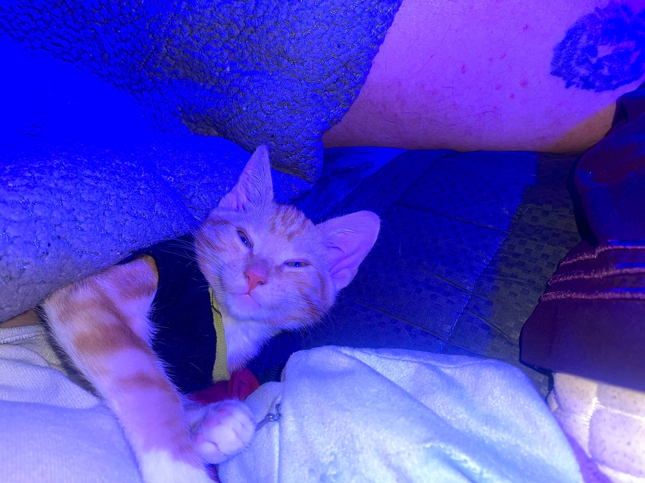 Buddy is registered to the contest to win money with this photo: bed, blue, carnivore, cat, comfort, couch, domestic_short_haired_cat, electric_blue, fawn, felidae, fur, human_leg, lap, linens, magenta, purple, sitting, small_to_medium_sized_cats, tail, whiskers