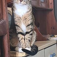 Bella participe au concours pour gagner de l'argent avec cette photo : cat, tabby, green_eyes, sitting, kitchen, counter, wooden_cabinet, drawer, indoor, pet, feline, curious, domestic, fur, whiskers, tail, household, portrait, looking, animal