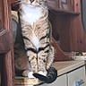 cat, tabby, green_eyes, sitting, kitchen, counter, wooden_cabinet, drawer, indoor, pet, feline, curious, domestic, fur, whiskers, tail, household, portrait, looking, animal