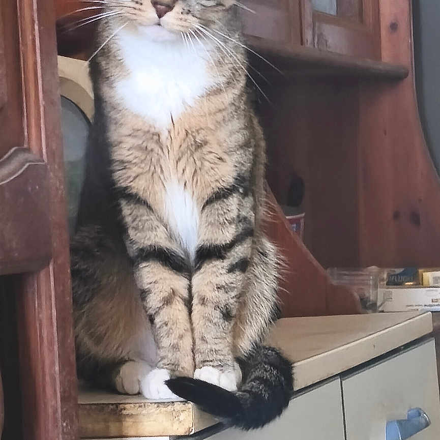 Bella