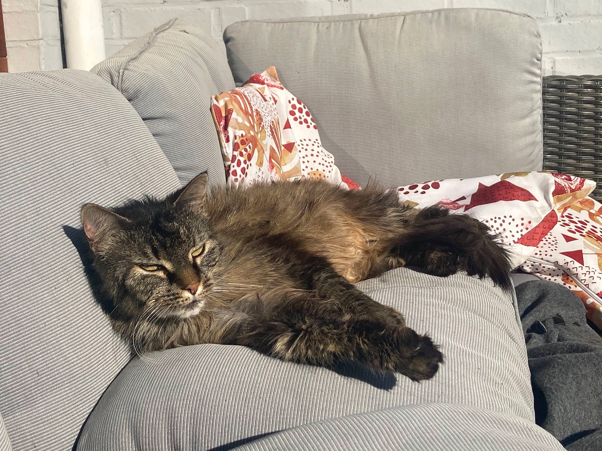 Dina a rejoint le concours — aidez-le/la à gagner de superbes lots ! bed, bedding, carnivore, cat, claw, comfort, couch, domestic_short_haired_cat, felidae, fur, grey, linens, living_room, nap, pillow, room, small_to_medium_sized_cats, tail, textile, whiskers