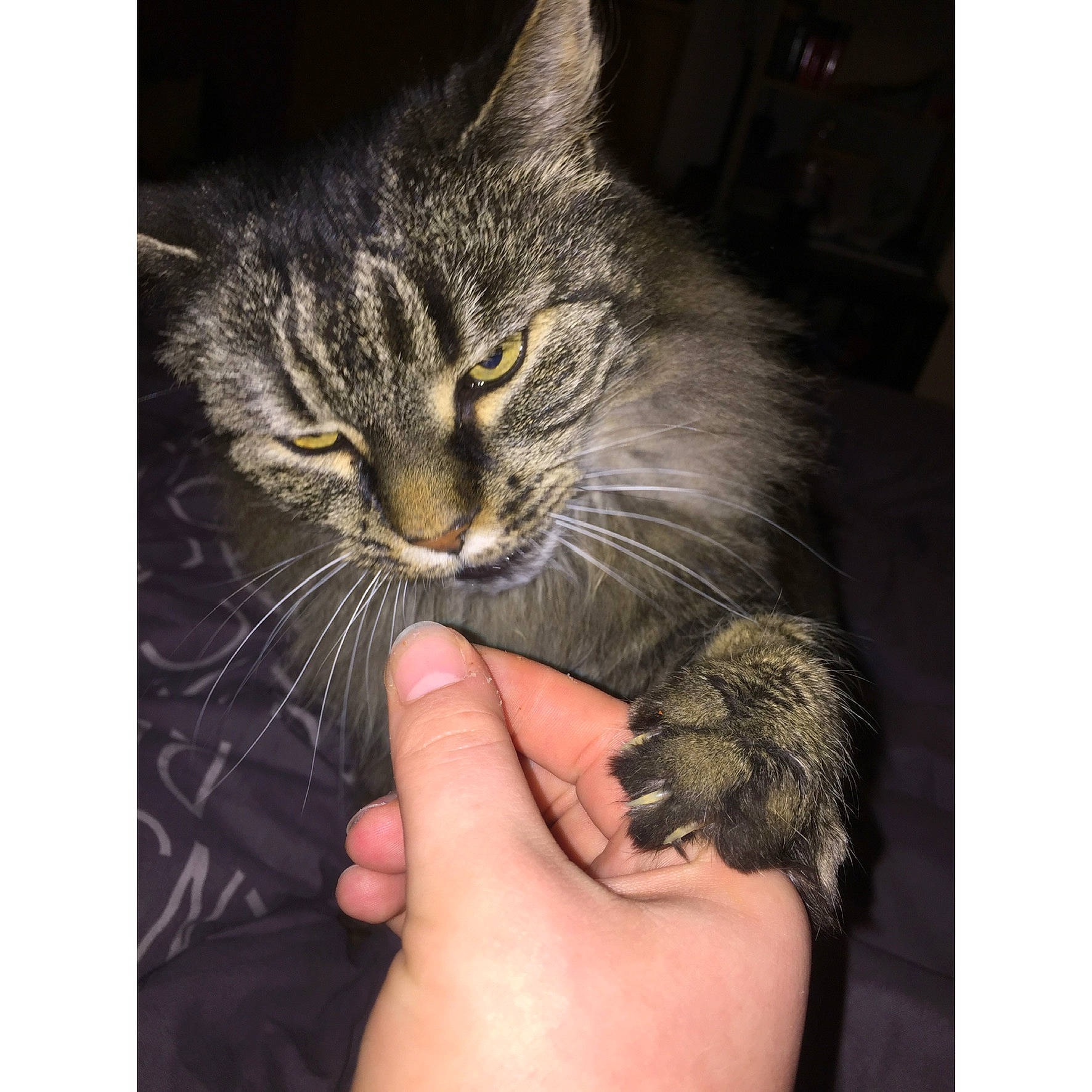 Dina a rejoint le concours — aidez-le/la à gagner de superbes lots ! carnivore, cat, claw, domestic_short_haired_cat, felidae, finger, foot, fur, gesture, grass, hand, hug, nail, paw, small_to_medium_sized_cats, snout, tail, terrestrial_animal, thumb, whiskers