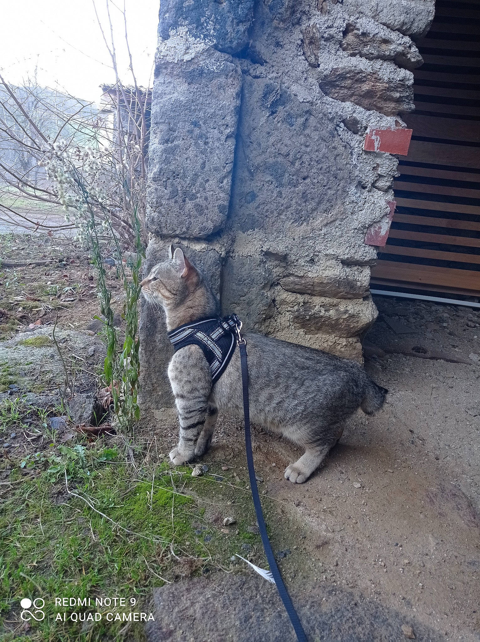 Usopp a rejoint le concours — aidez-le/la à gagner de superbes lots ! bedrock, concrete, felidae, grass, human_leg, plant, road_surface, rock, shadow, shrub, sky, soil, stone_wall, street_light, tail, tree, trunk, twig, wire, wood