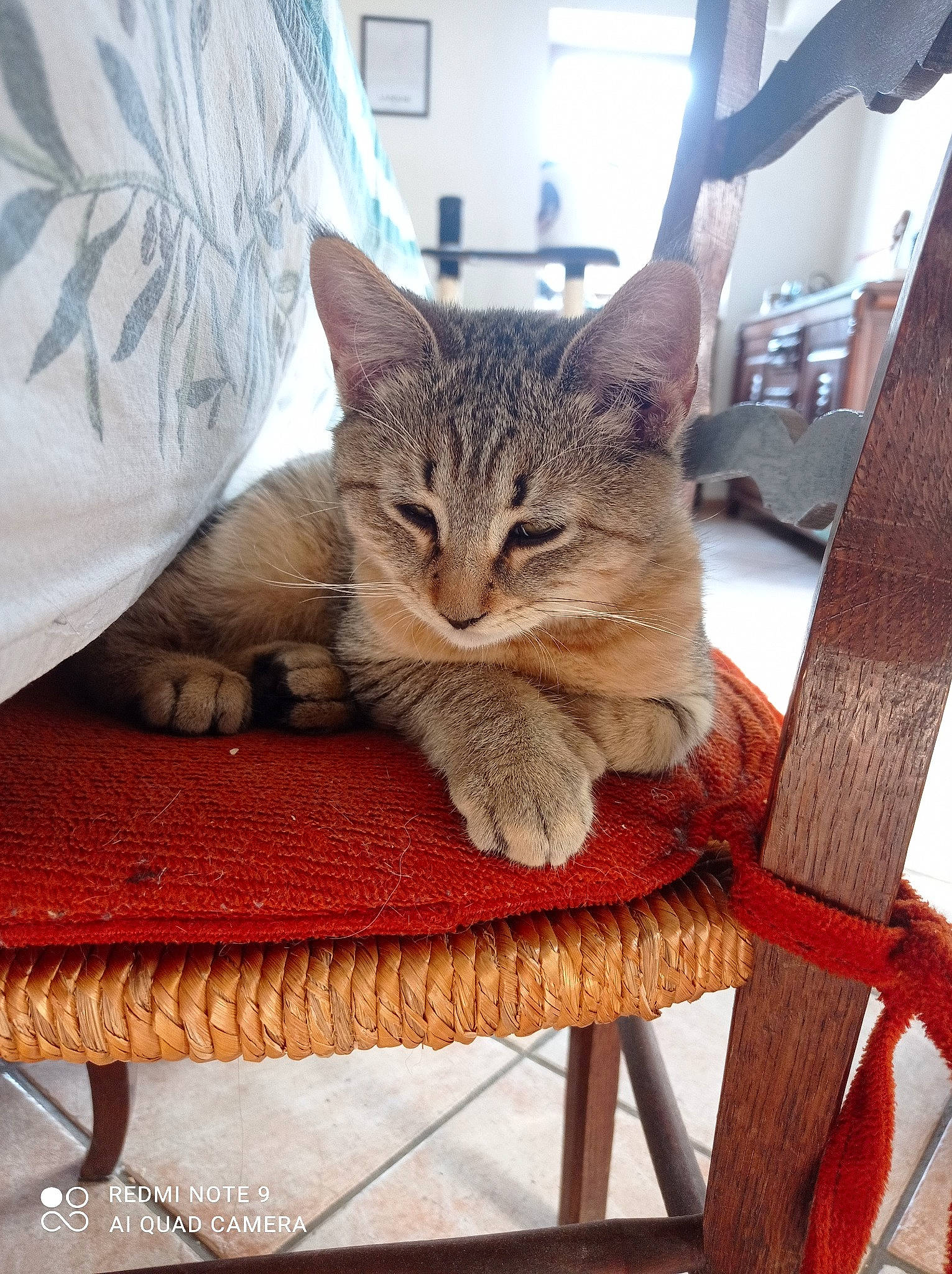 Usopp a rejoint le concours — aidez-le/la à gagner de superbes lots ! carnivore, cat, cat_supply, chair, comfort, domestic_short_haired_cat, fawn, felidae, flooring, fur, outdoor_furniture, sitting, small_to_medium_sized_cats, snout, table, tail, tree, whiskers, window, wood