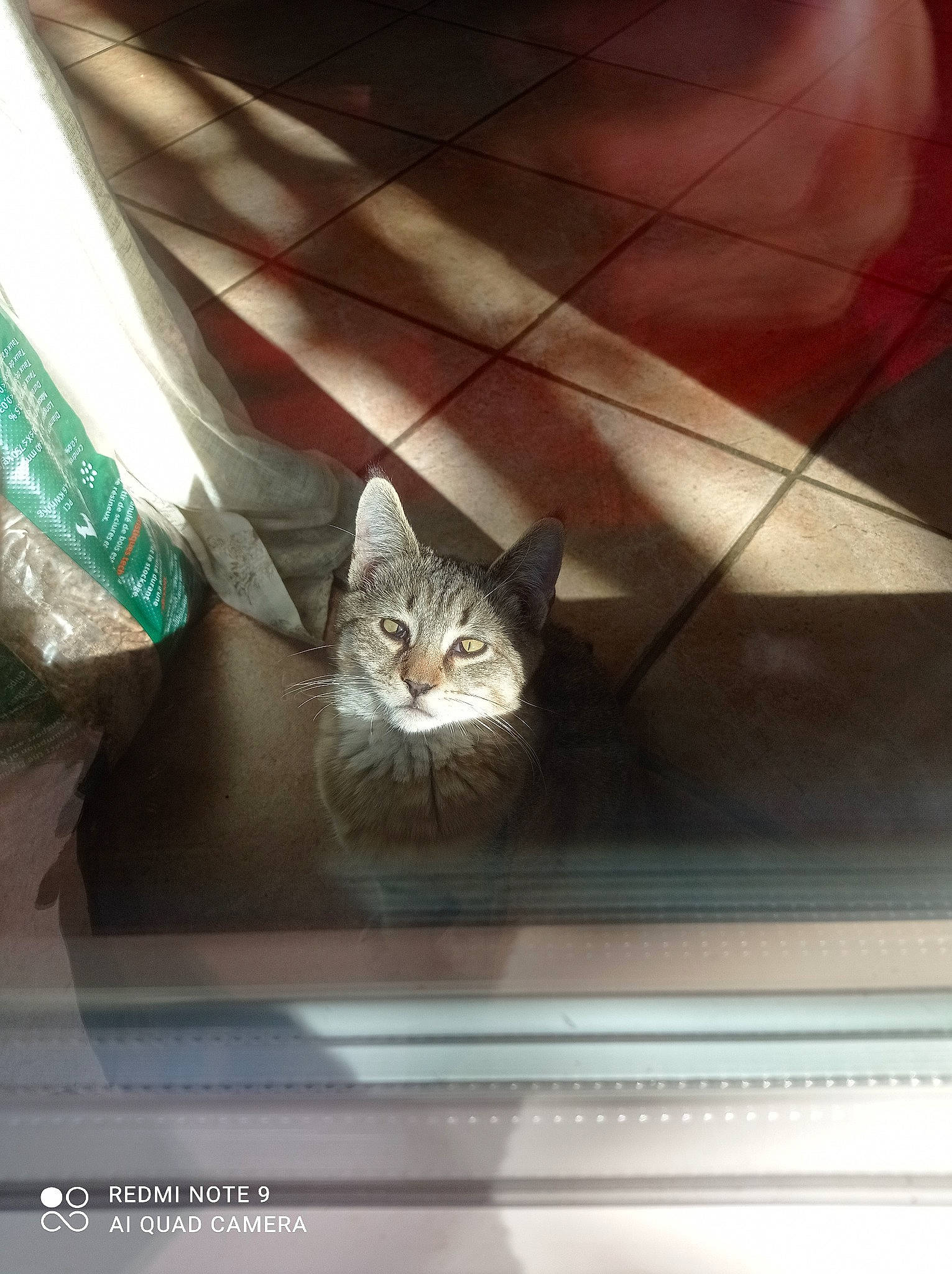 Usopp participe au concours pour gagner de l'argent avec cette photo : carnivore, cat, ceiling, comfort, daylighting, domestic_short_haired_cat, felidae, flooring, fur, glass, hardwood, room, small_to_medium_sized_cats, square, tail, tints_and_shades, whiskers, window, wood