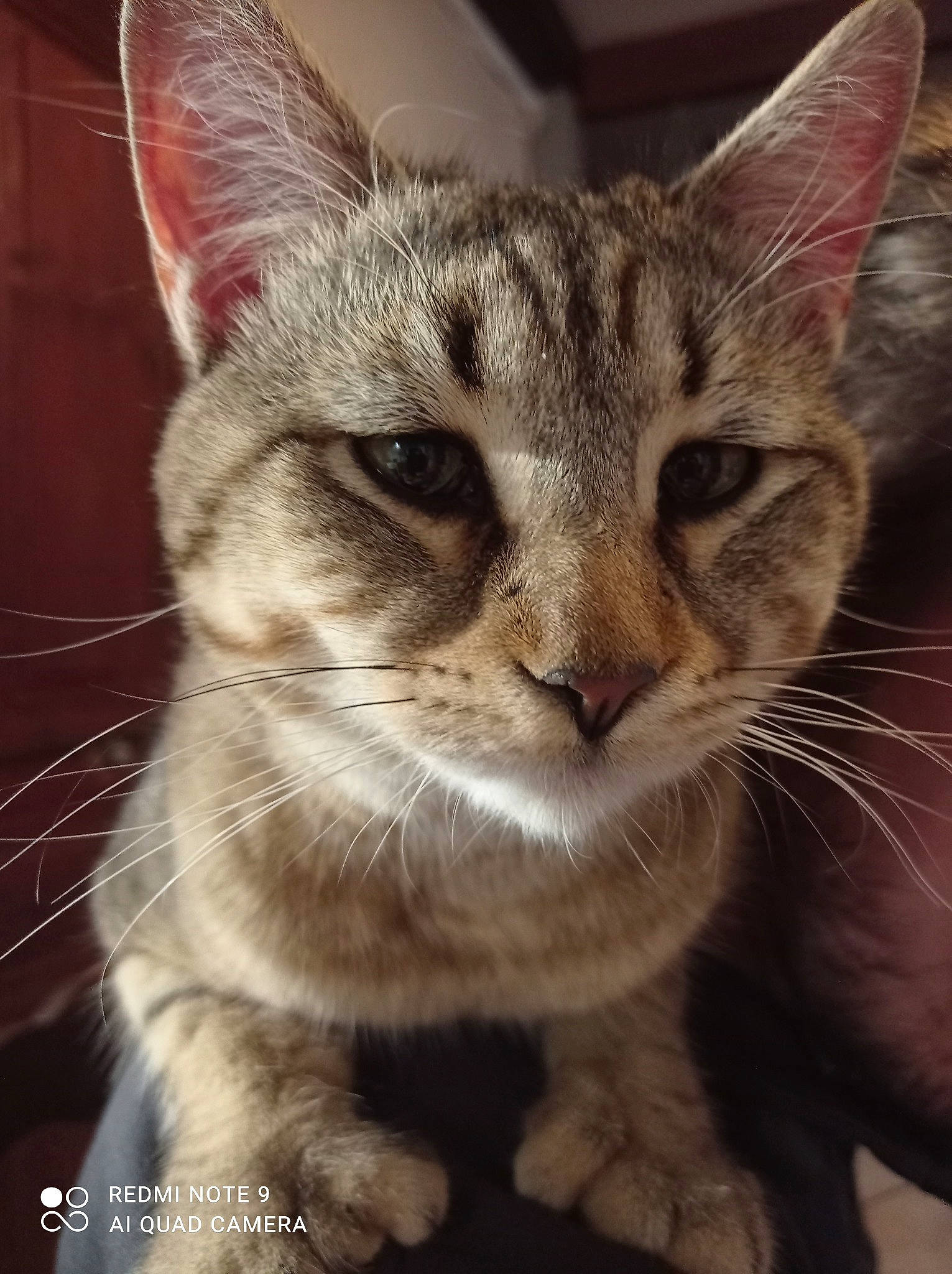 Usopp a rejoint le concours — aidez-le/la à gagner de superbes lots ! carnivore, cat, claw, close_up, domestic_short_haired_cat, ear, eye, fawn, felidae, fur, paw, small_to_medium_sized_cats, snout, terrestrial_animal, whiskers, wildlife, window