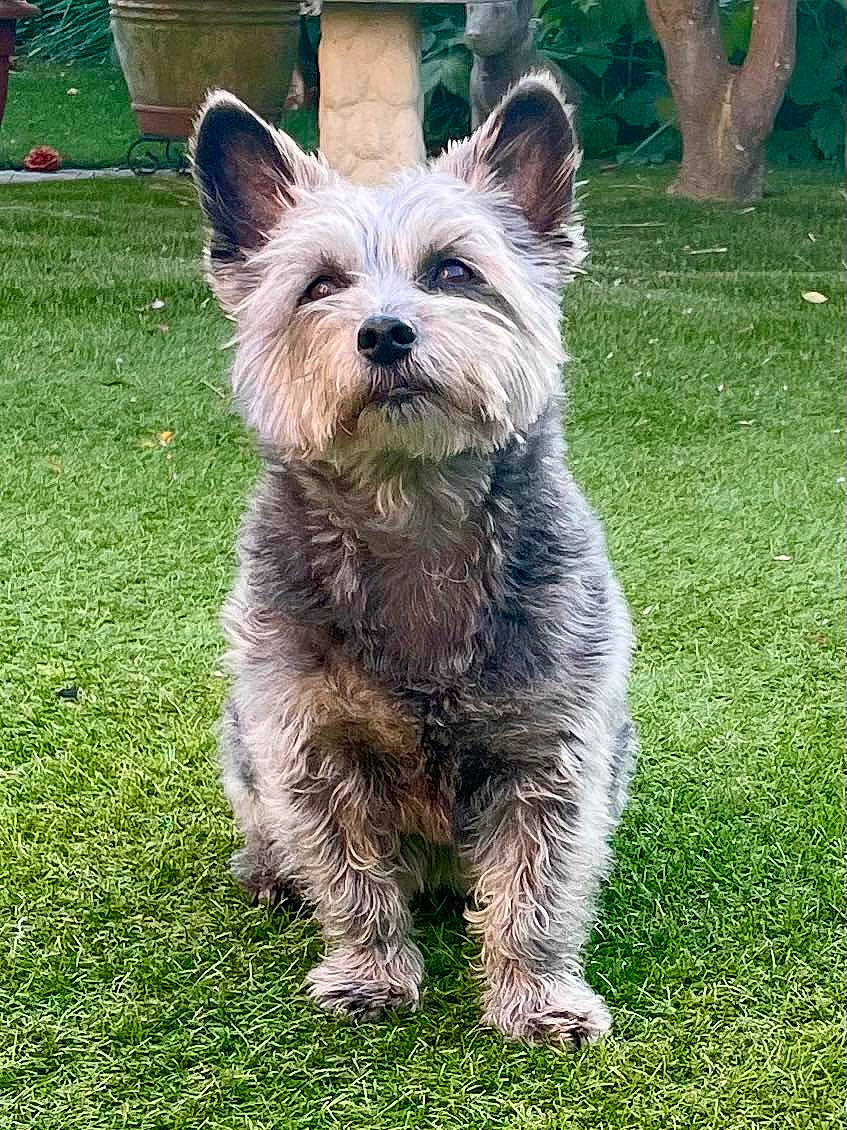 Muttley is registered to the contest to win money with this photo: carnivore, collar, companion_dog, dog, dog_breed, dog_supply, fur, grass, grassland, groundcover, small_terrier, sporting_group, terrestrial_animal, terrier, toy_dog, water_dog, working_animal