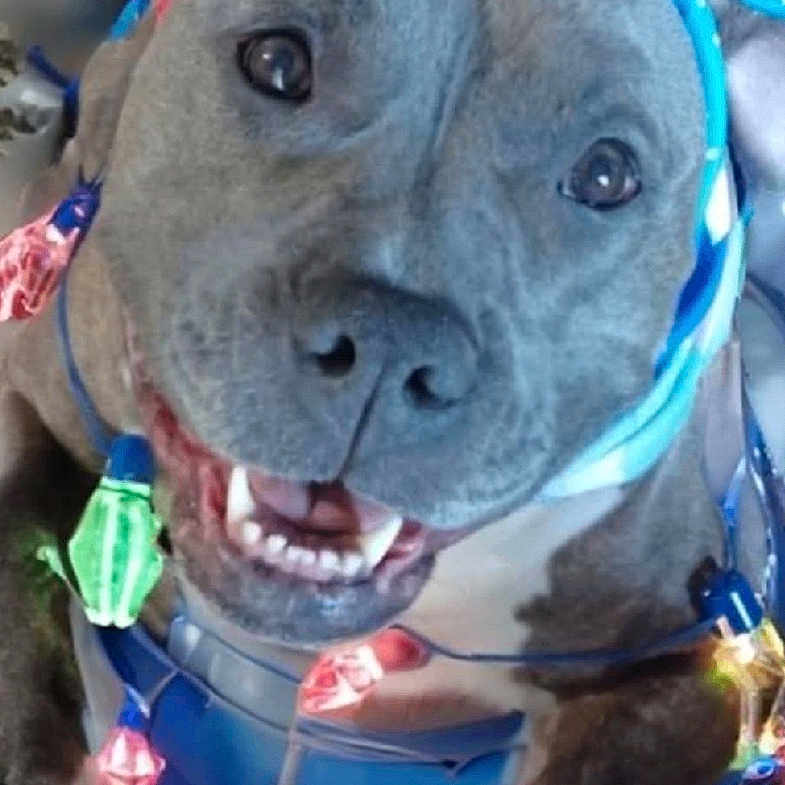 Souka Sue joined the competition — help win amazing prizes! dog, pet, holiday_lights, bow, festive, smiling, close_up, indoor, decorations, cheerful, canine, christmas, celebration, happy, animal, cute, portrait, christmas_tree, holiday, wrapped