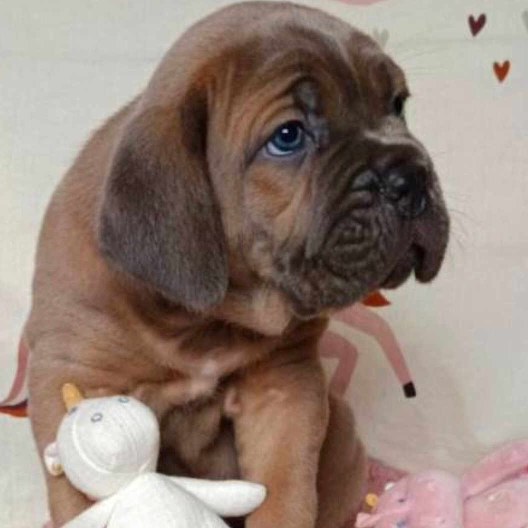 Alma participe au concours pour gagner de l'argent avec cette photo : animal, boxer, bulldog, canine, dog, frenchbulldog, hound, labradorretriever, pet, pitbull, plush, pug, puppy, snout, toy