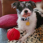 Vinny joined the competition — help win amazing prizes! dog, pet, toy, red_ball, blanket, leopard_print, couch, pillow, indoor, furry, collar, tag, animal, cute, laying_down, home, cozy, fur, small_dog, companion