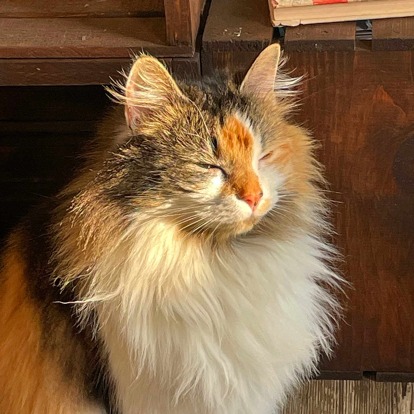 Olive joined the competition — help win amazing prizes! animal, books, calico, cat, closeup, cozy, domestic, feline, fluffy, fur, indoor, pet, quiet, relaxed, resting, shelf, sunlight, warm_light, whiskers, wooden_floor