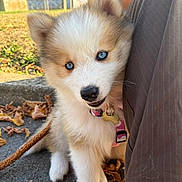 Baya participe au concours pour gagner de l'argent avec cette photo : puppy, dog, canine, fluffy, blue_eyes, white_fur, brown_fur, collar, leash, bone_tag, outdoor, autumn, leaves, sidewalk, person, close_up, portrait, sitting, adorable, pet