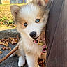 puppy, dog, canine, fluffy, blue_eyes, white_fur, brown_fur, collar, leash, bone_tag, outdoor, autumn, leaves, sidewalk, person, close_up, portrait, sitting, adorable, pet