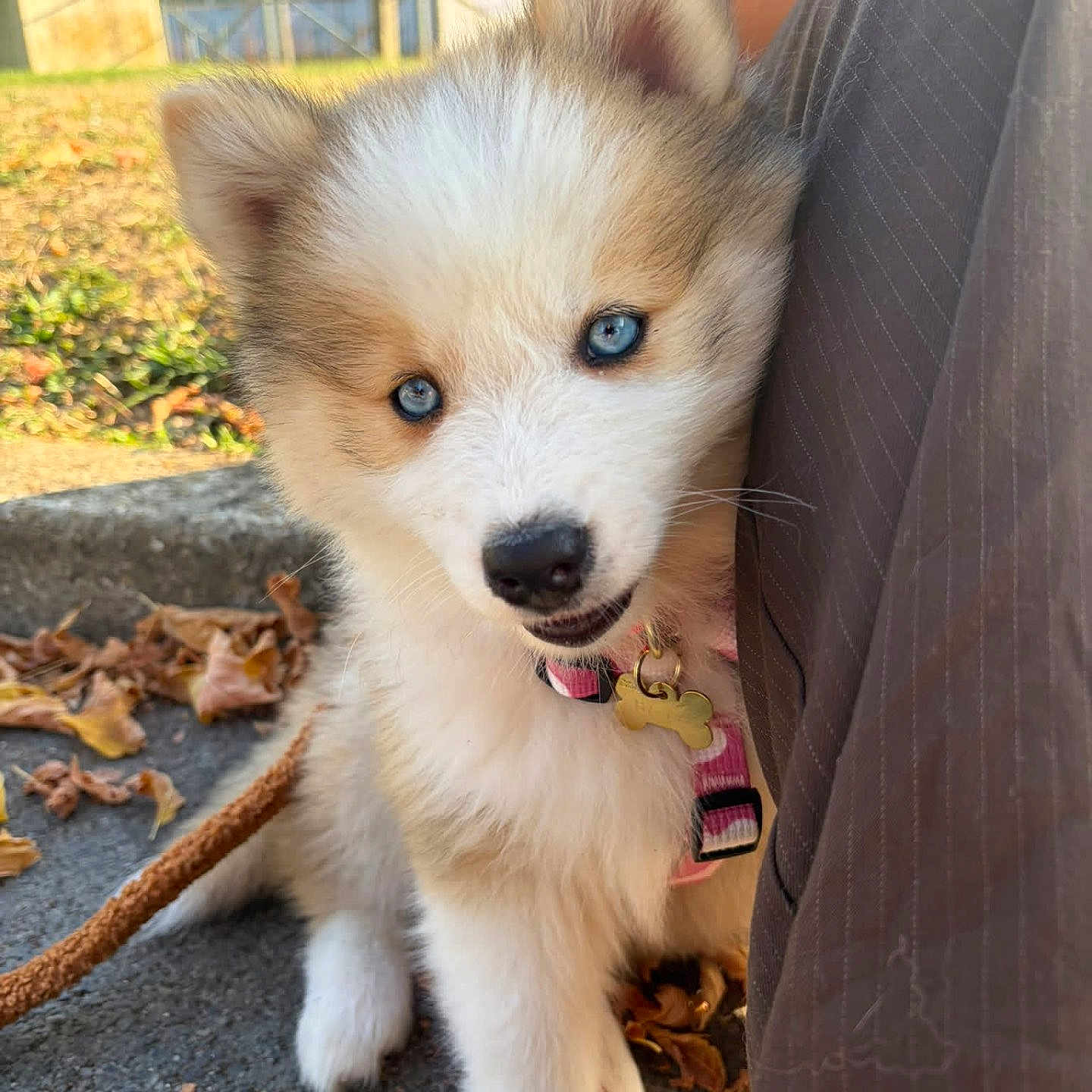 Baya participe au concours pour gagner de l'argent avec cette photo : puppy, dog, canine, fluffy, blue_eyes, white_fur, brown_fur, collar, leash, bone_tag, outdoor, autumn, leaves, sidewalk, person, close_up, portrait, sitting, adorable, pet