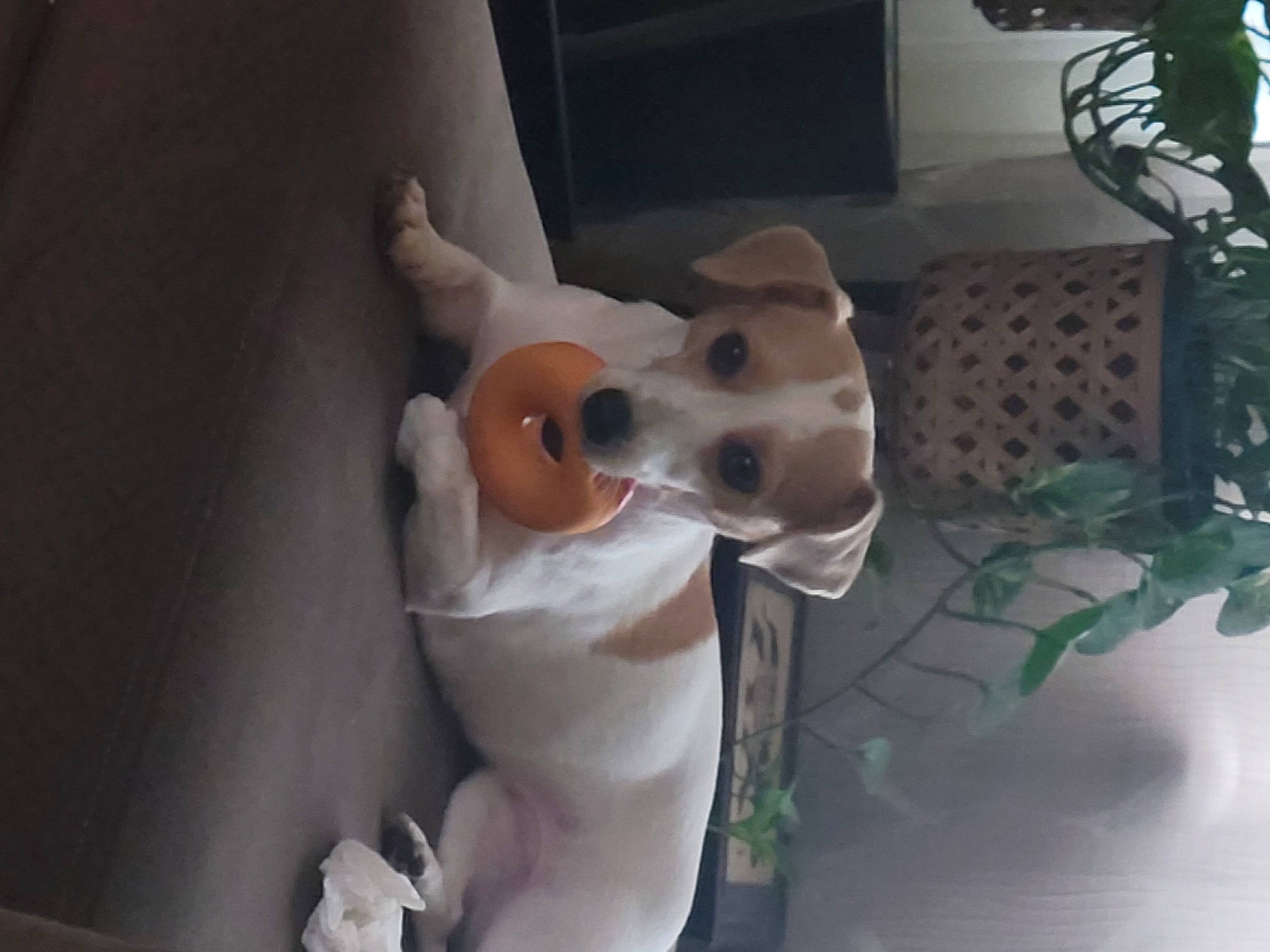 Pippin joined the competition — help win amazing prizes! animation, canidae, carnivore, companion_dog, dog, dog_breed, dog_supply, ear, fawn, flowerpot, fur, houseplant, non_sporting_group, plant, snout, sporting_group, tail, toy, whiskers, working_animal